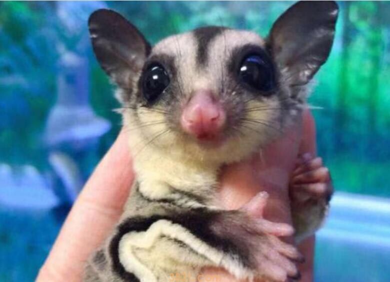 蜜袋鼯喝牛奶吗(图1)