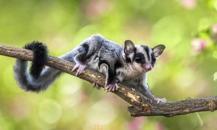 蜜袋鼯可以吃鸡蛋么(图1)