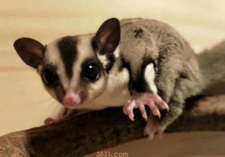 蜜袋鼯感冒的症状有什么(图1)