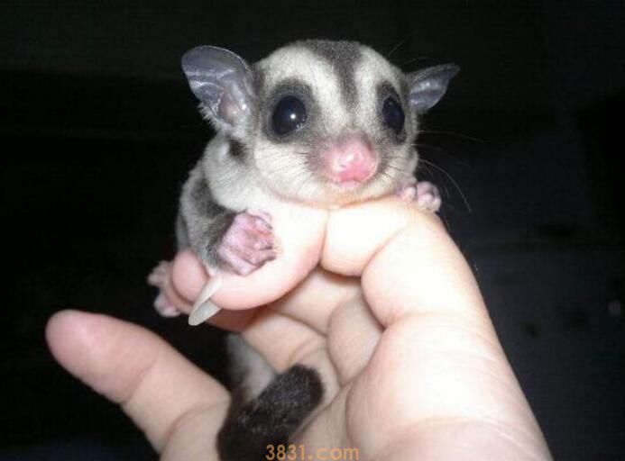 蜜袋鼯体重多少(图1)