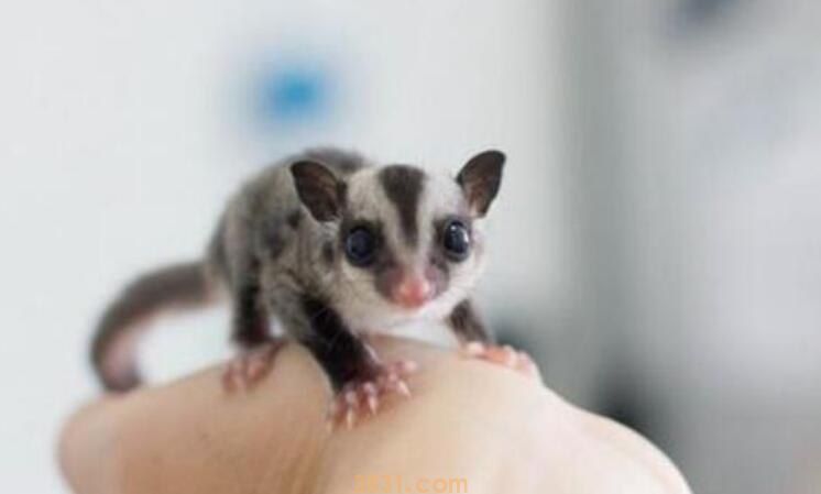 蜜袋鼯的主食是什么(图1)