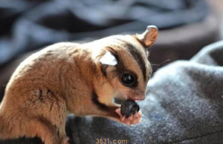 蜜袋鼯能吃什么(图1)