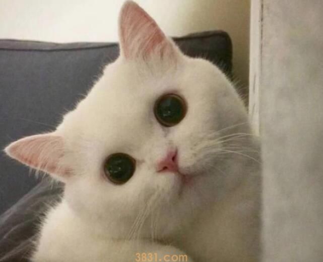 猫咪绝育后吃什么(图1)