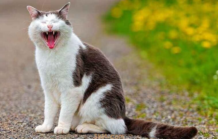 猫避孕药怎么吃(图1)