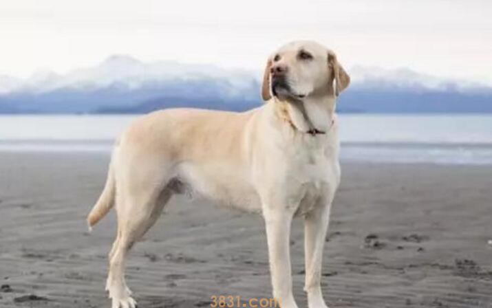 四个月拉布拉多标准体重是多少(图1)