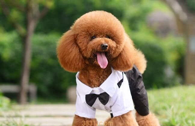 泰迪犬性格特点(图1)