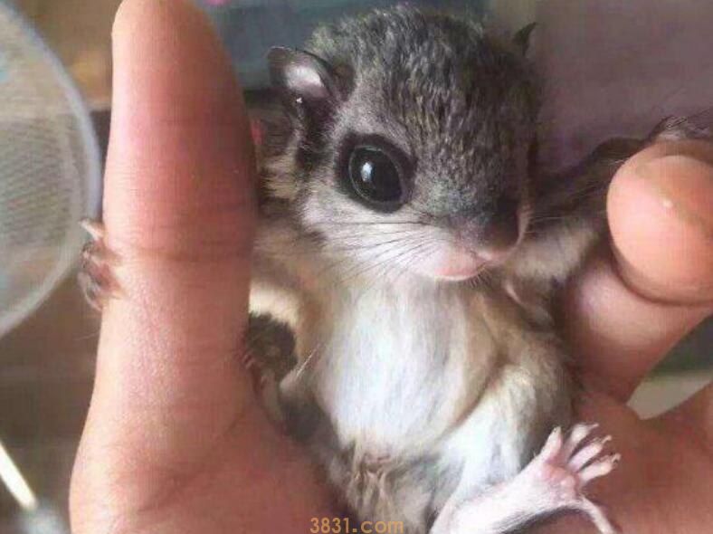 蜜袋鼯和飞鼠的区别有什么(图1)