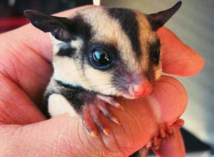 蜜袋鼯认主人吗(图1)