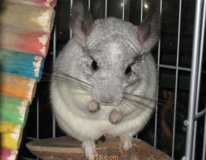 龙猫睡觉么(图1)