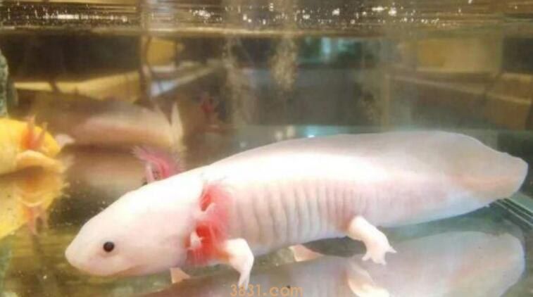 六角恐龙鱼最低温度(图1)