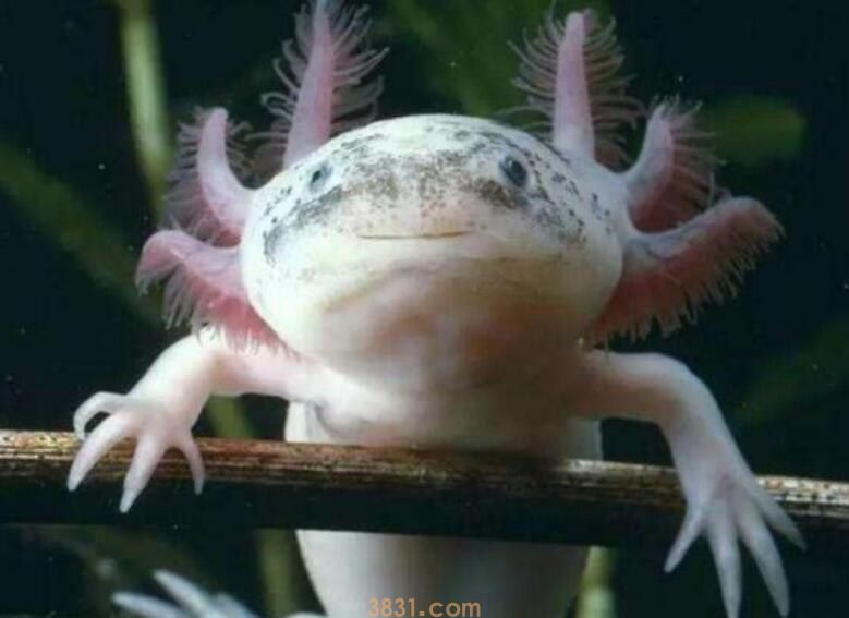 六角恐龙鱼怎么分公母(图1)