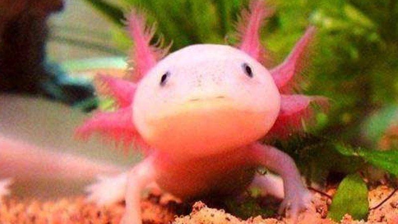 六角恐龙鱼的寿命有多长(图1)