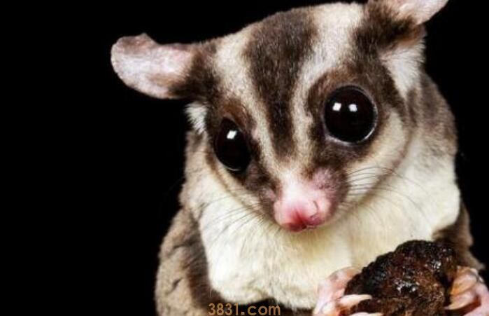 蜜袋鼯可以养吗(图1)