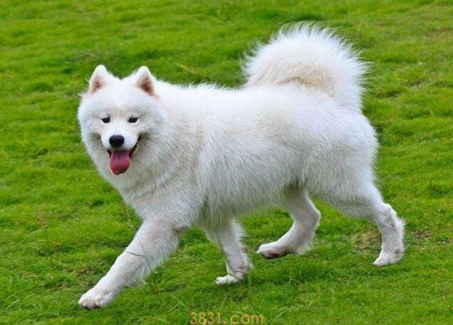 狗狗得细小不行的征兆(图1)