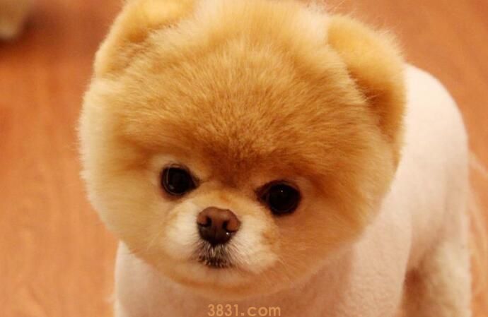 狗狗积食是什么症状(图1)