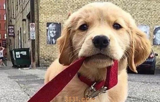 金毛选纯种还是杂种 金毛买杂种犬可以吗(图1)