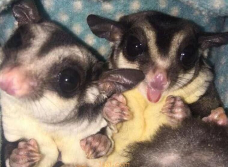 蜜袋鼯有传染病吗(图1)