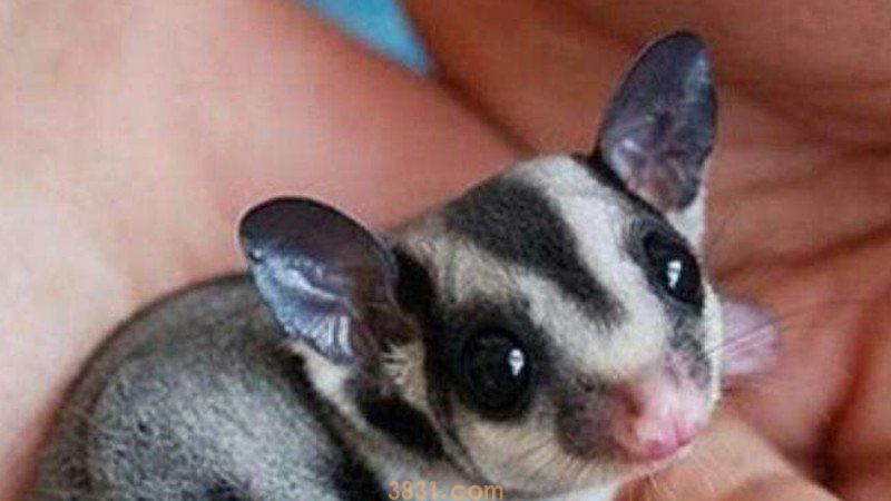 蜜袋鼯拉稀怎么办(图1)