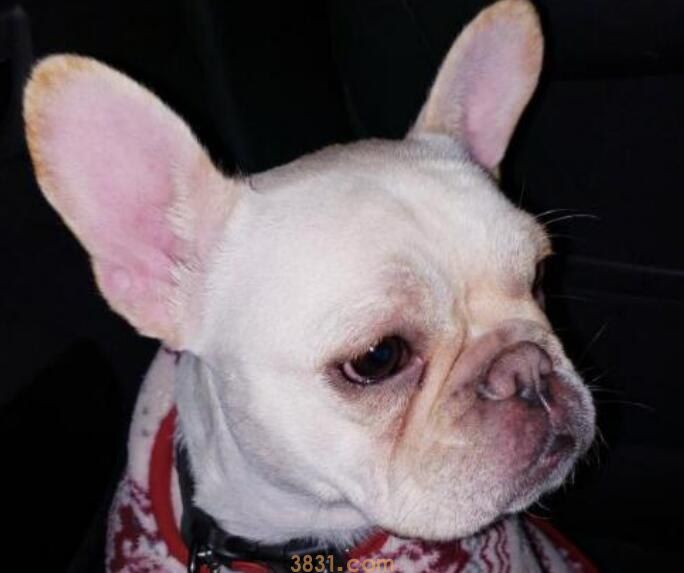 奶油法斗掉毛吗(图1)