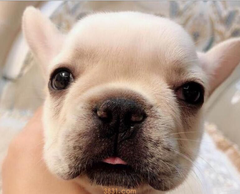 奶油法斗会长多大(图1)