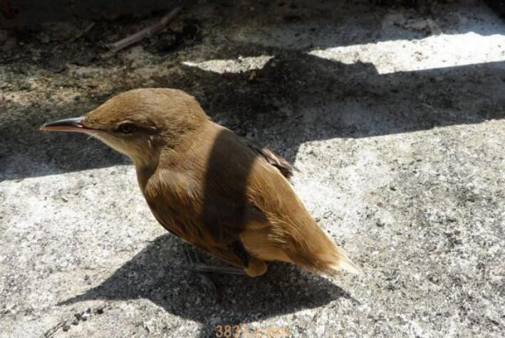 画眉鸟嘴交叉怎么治疗(图1)