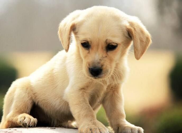 狗狗极其害怕的表现(图1)