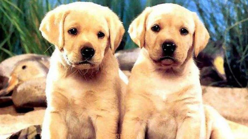 小狗吃阿苯达唑片用量(图1)