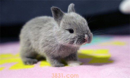 肉兔和侏儒兔的区别有什么(图1)