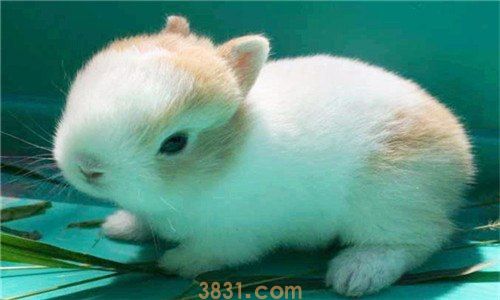 猫猫兔和侏儒兔的区别有什么(图1)