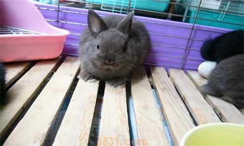 侏儒兔和肉兔区别有哪些(图1)