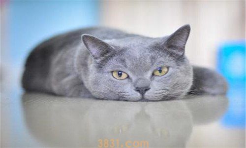 英短蓝猫体重标准是多少(图1)