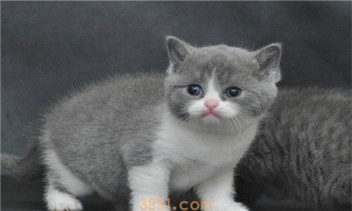 英短蓝猫标准体重是多少(图1)