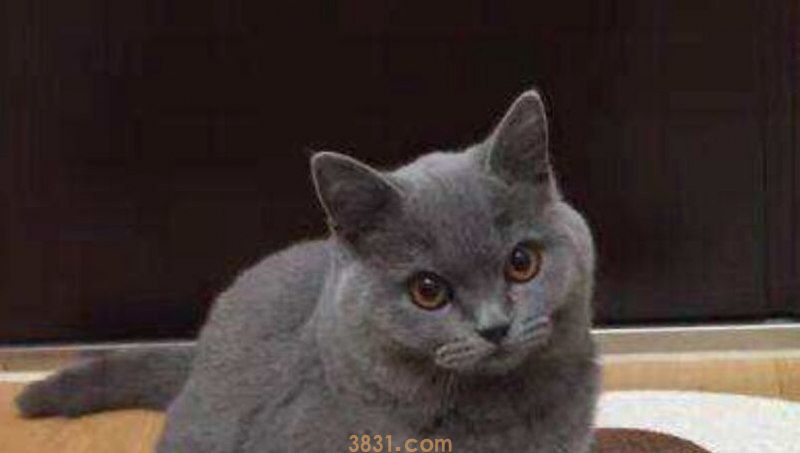 英短蓝猫如何养(图1)