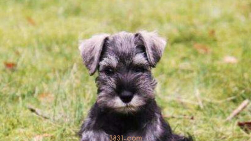 雪纳瑞护主吗(图1)