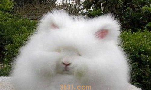 安哥拉兔生活习性是什么(图1)