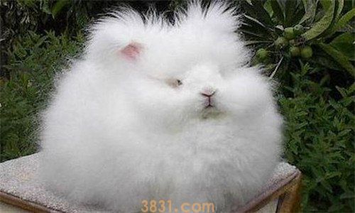 安哥拉兔是垂耳兔吗(图1)