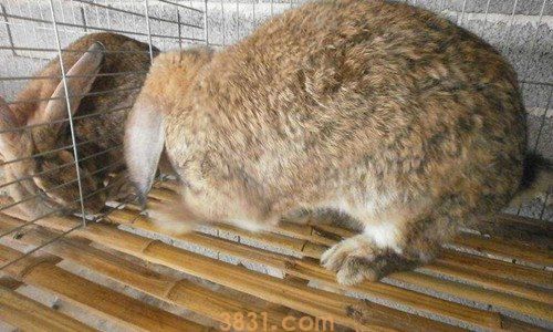 安哥拉兔怎么剪毛(图1)