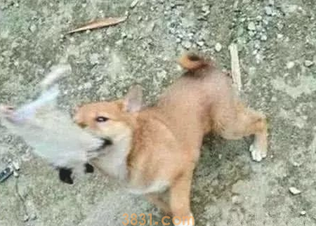 小狗嘴中咬着个长尾巴的混蛋,过来细心一看:猫能够想要了(图1)