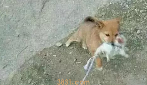 小狗嘴中咬着个长尾巴的混蛋,过来细心一看:猫能够想要了(图2)