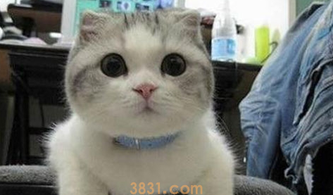 5分钟带你看完猫咪的一生,时光荏苒,请珍惜与猫咪的相处吧(图2)