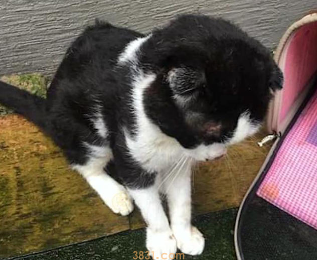 发病的折耳猫,被主人连猫带包丢在雨中,它强忍疼痛向陌生人示好(图2)