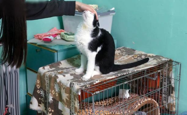 发病的折耳猫,被主人连猫带包丢在雨中,它强忍疼痛向陌生人示好(图3)