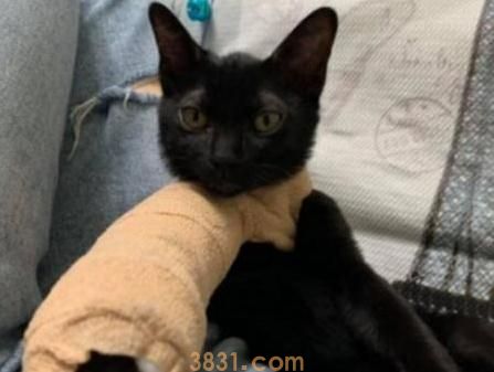 猫咪好奇心爆棚,哈士奇把前爪打伤,哈士奇直接爆发了(图2)