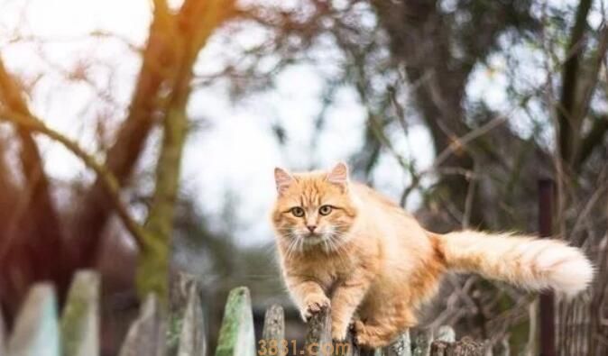 这几种“中国式养猫”,正在伤害猫咪,而宠主却在沾沾自喜(图2)