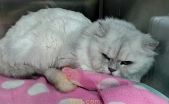 见人就撒娇的流浪猫,竟是名贵品种猫,为了食物它努力讨好路人(图2)