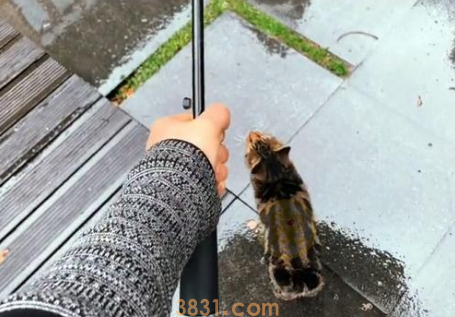 同伴被困空房子,流浪猫向人类求助,获救后它竟主动让出食物(图2)