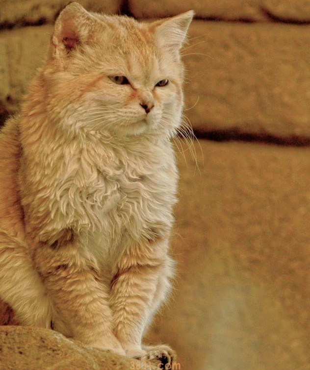 一只被称为“先生”的沙漠猫:独处时玩世不恭,恋爱时却柔情似水(图1)