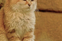 一只被称为“先生”的沙漠猫:独处时玩世不恭,恋爱时却柔情似水