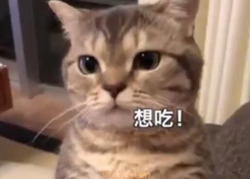 麻麻故意用面包逗弄猫咪,小猫气得直跺脚:你就是个大骗纸!(图2)
