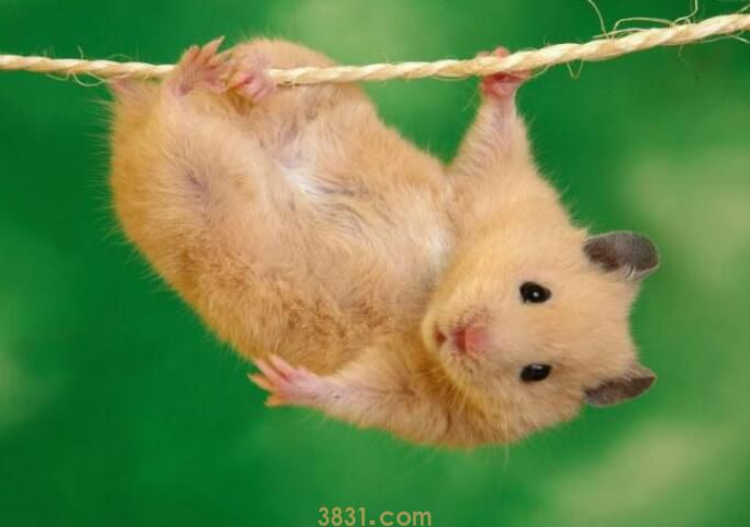 仓鼠会自己去厕所吗(图1)